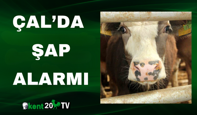 Çal’da Şap Alarmı