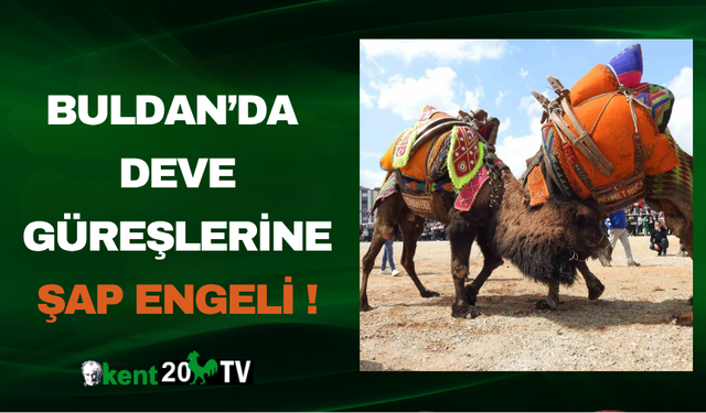 Buldan’da deve güreşlerine şap engeli