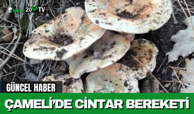 Çameli’de Cintar Bereketi