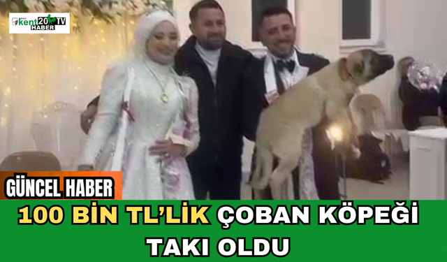 100 Bin TL’lik Çoban Köpeği Takı Oldu