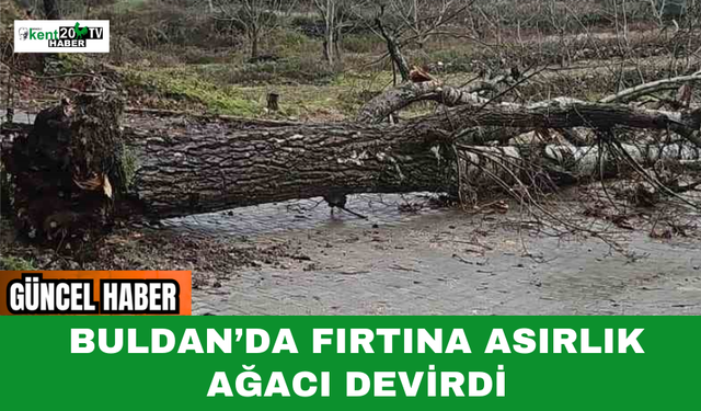 Buldan’da Fırtına Asırlık Ağacı Devirdi
