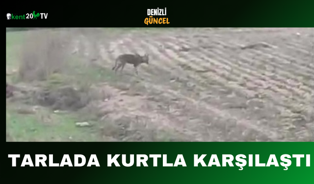 Tarlada Kurtla Karşılaştı