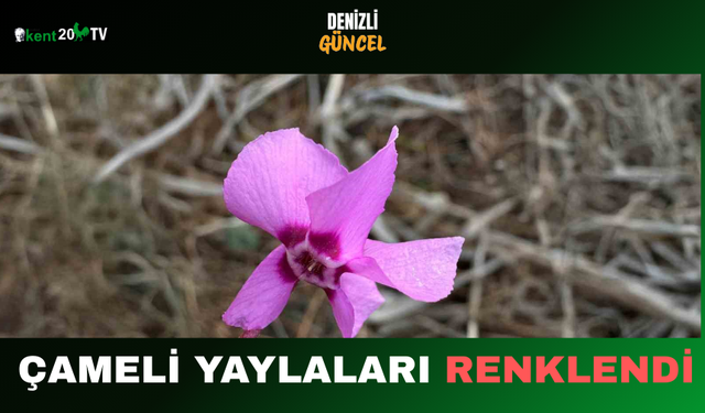Çameli Yaylaları Renklendi