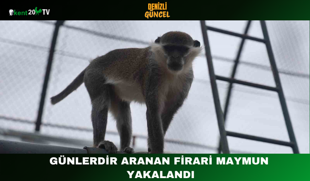 Günlerdir Aranan Firari Maymun Yakalandı