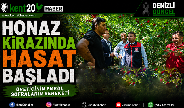 Honaz Kirazında Hasat Başladı