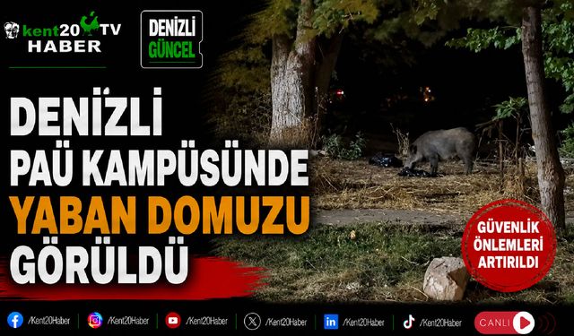 Denizli PAÜ Kampüsünde Yaban Domuzu Görüldü