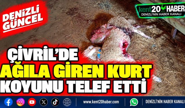 Çivril'de Ağıla Giren Kurt Koyunu Telef Etti