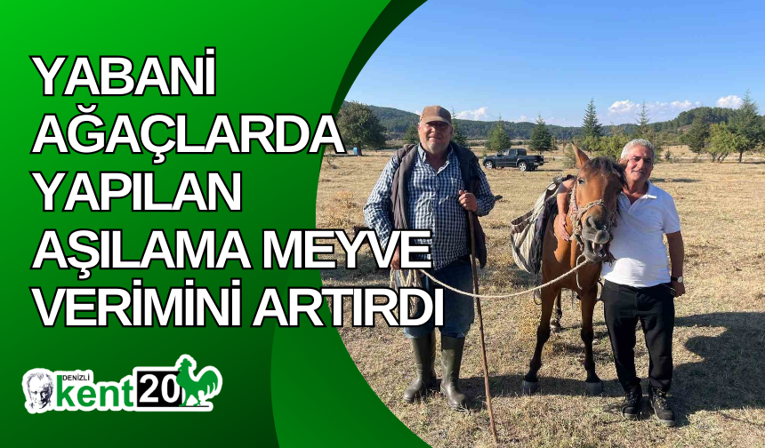 Yabani ağaçlarda yapılan aşılama meyve verimini artırdı