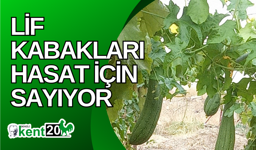 Lif kabakları hasat için sayıyor