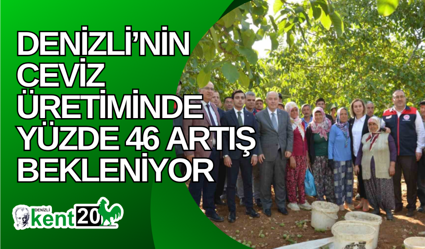 Denizli’nin ceviz üretiminde yüzde 46 artış bekleniyor