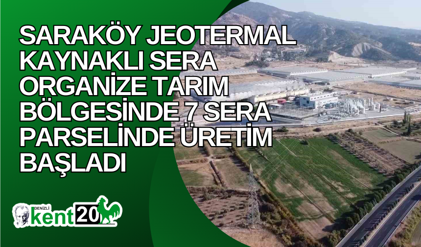 Saraköy Jeotermal Kaynaklı Sera Organize Tarım Bölgesinde 7 sera parselinde üretim başladı