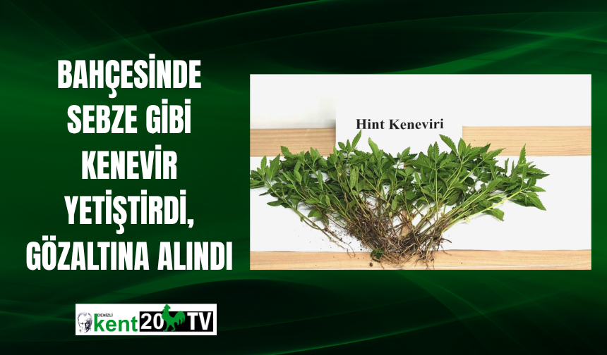 Bahçesinde Sebze Gibi Kenevir Yetiştirdi, Gözaltına Alındı