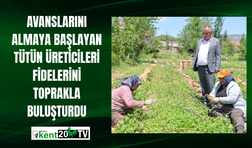 Avanslarını almaya başlayan tütün üreticileri fidelerini toprakla buluşturdu