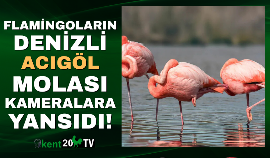 Flamingoların Denizli Acıgöl Molası!