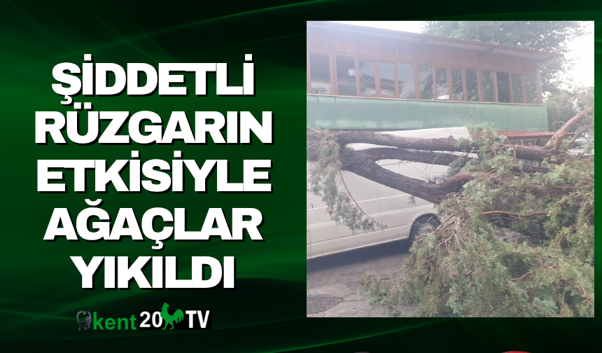 ŞİDDETLİ RÜZGARIN ETKİSİYLE AĞAÇLAR YIKILDI