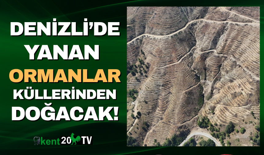 Denizli'de yanan ormanlar küllerinden doğacak!