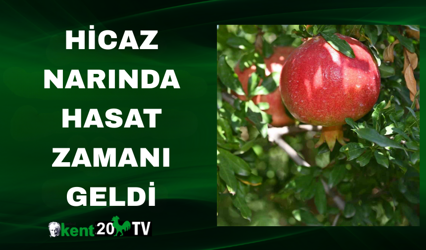 Hicaz Narında Hasat Zamanı Geldi