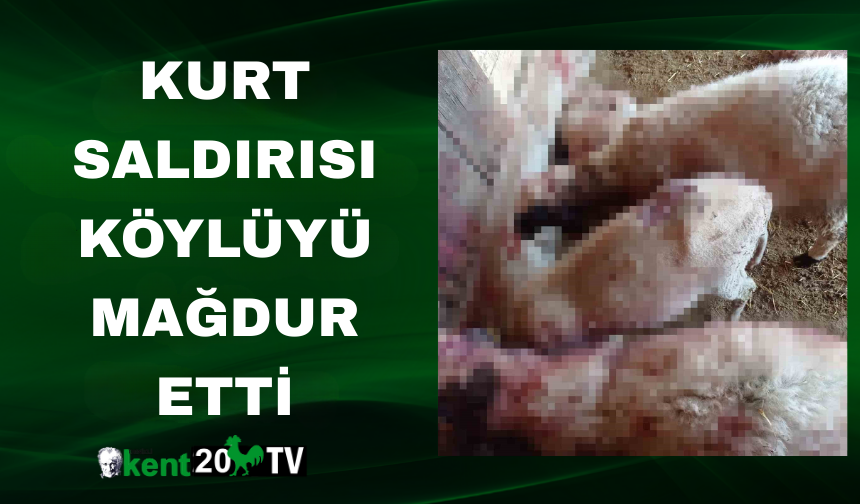 Kurt Saldırısı Köylüyü Mağdur Etti