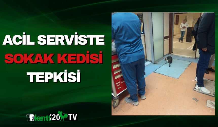 Acil Serviste Sokak Kedisi Tepkisi