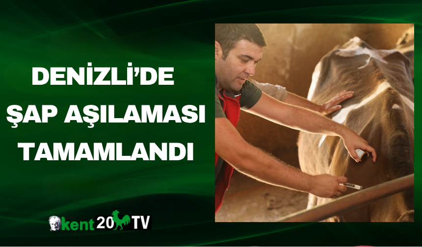 Denizli’de Şap Aşılaması Tamamlandı