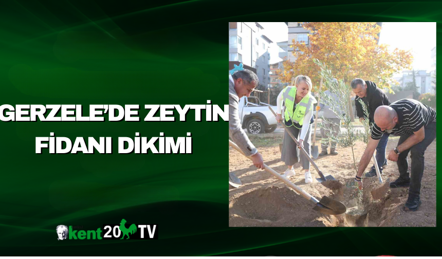 Gerzele’de Zeytin Fidanı Dikimi