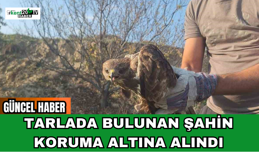 Tarlada Bulunan Şahin Koruma Altına Alındı