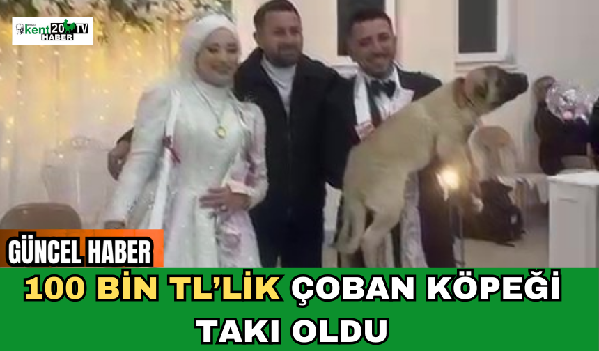 100 Bin TL’lik Çoban Köpeği Takı Oldu