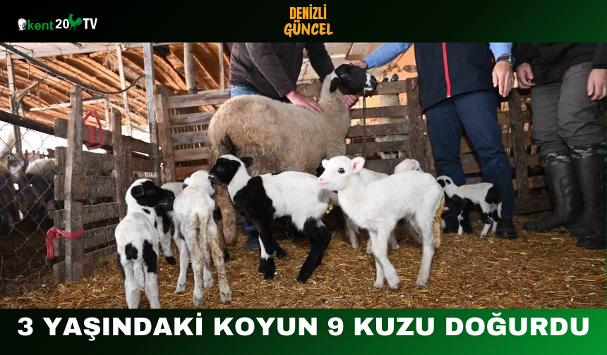 3 Yaşındaki Koyun 9 Kuzu Doğurdu