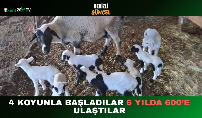 4 Koyunla Başladılar 6 Yılda 600’e Ulaştılar