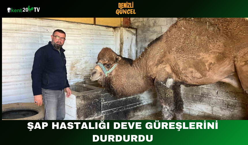 Şap Hastalığı Deve Güreşlerini Durdurdu