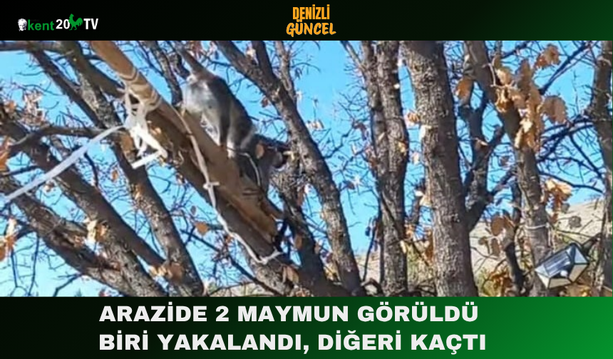 Arazide 2 Maymun Görüldü Biri Yakalandı, Diğeri Kaçtı