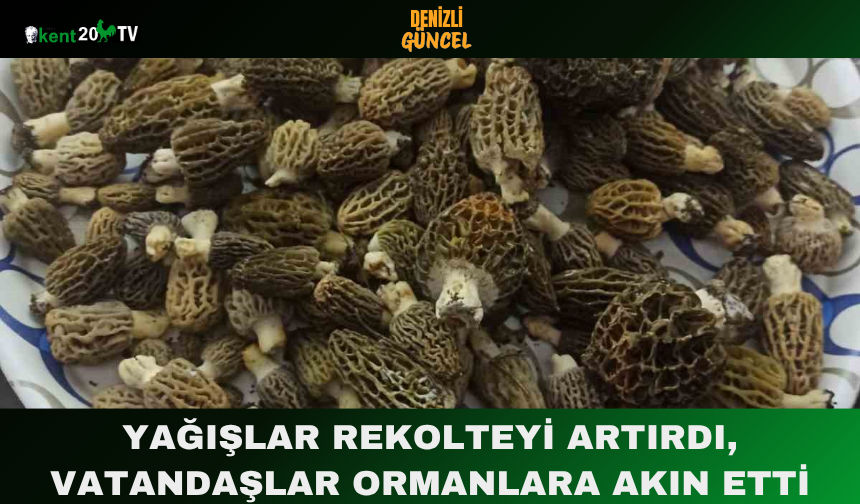 Yağışlar Rekolteyi Artırdı, Vatandaşlar Ormanlara Akın Etti