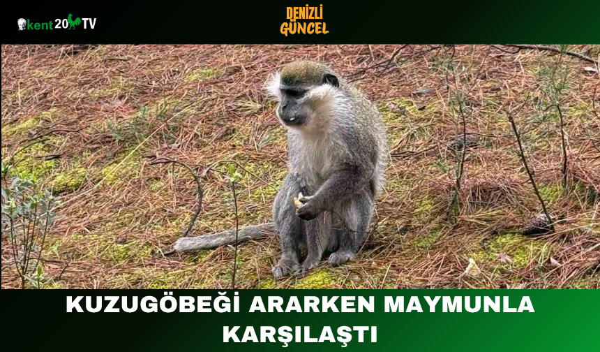 Kuzugöbeği Ararken Maymunla Karşılaştı