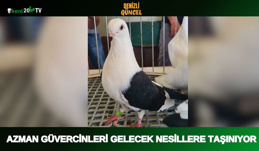 Azman Güvercinleri Gelecek Nesillere Taşınıyor