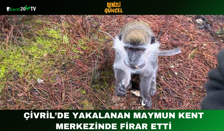 Çivril’de Yakalanan Maymun Kent Merkezinde Firar Etti