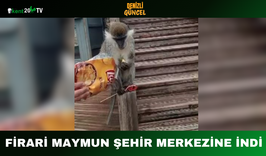 Firari Maymun Şehir Merkezine İndi