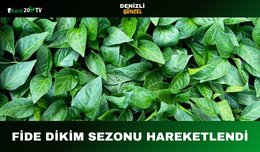 Fide Dikim Sezonu Hareketlendi
