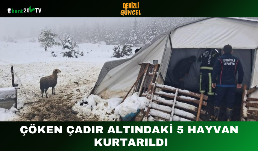 Çöken Çadır Altındaki 5 Hayvan Kurtarıldı