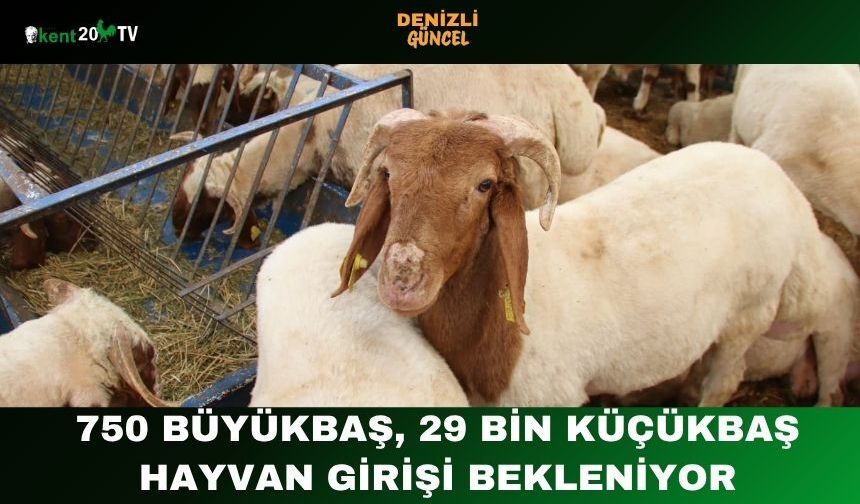750 Büyükbaş, 29 Bin Küçükbaş Hayvan Girişi Bekleniyor