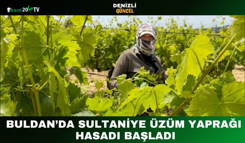 Buldan’da Sultaniye Üzüm Yaprağı Hasadı Başladı