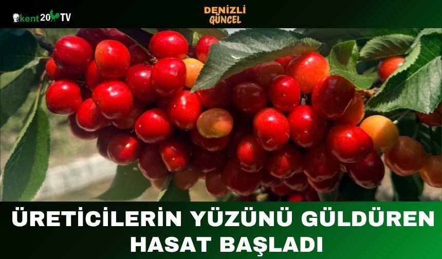Üreticilerin Yüzünü Güldüren Hasat Başladı