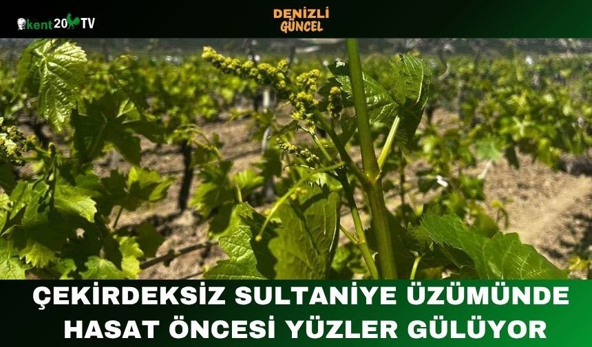 Çekirdeksiz Sultaniye Üzümünde Hasat Öncesi Yüzler Gülüyor