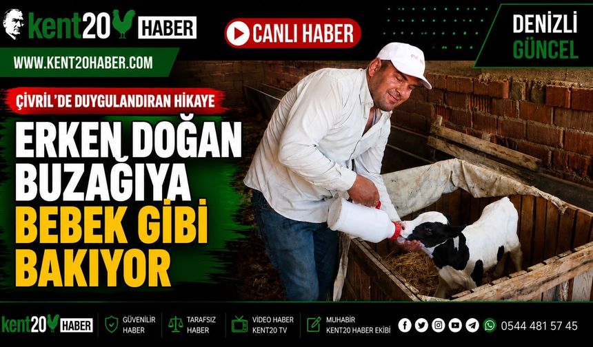 ERKEN DOĞAN BUZAĞIYA BEBEK GİBİ BAKIYOR