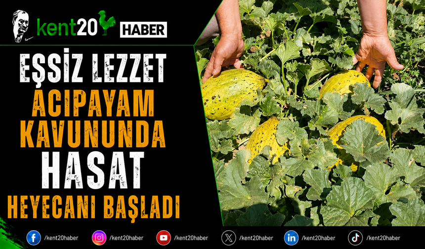Eşsiz Lezzet Acıpayam Kavununda Hasat Heyecanı Başladı