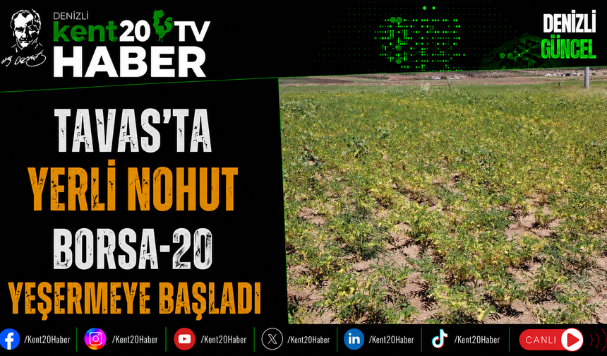 Tavas'ta Yerli Nohut Borsa-20 Yeşermeye Başladı