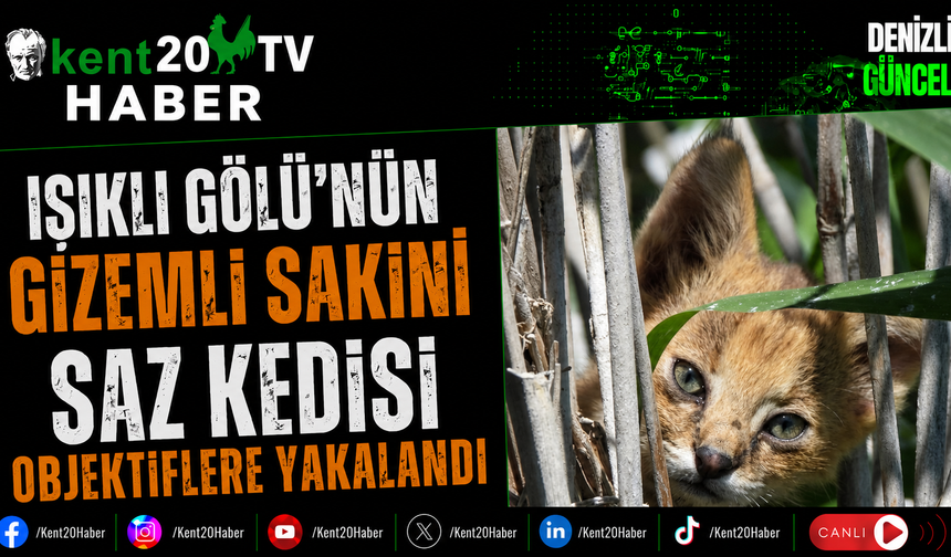 Işıklı Gölü'nün Gizemli Sakini Saz Kedisi Objektiflere Yakalandı