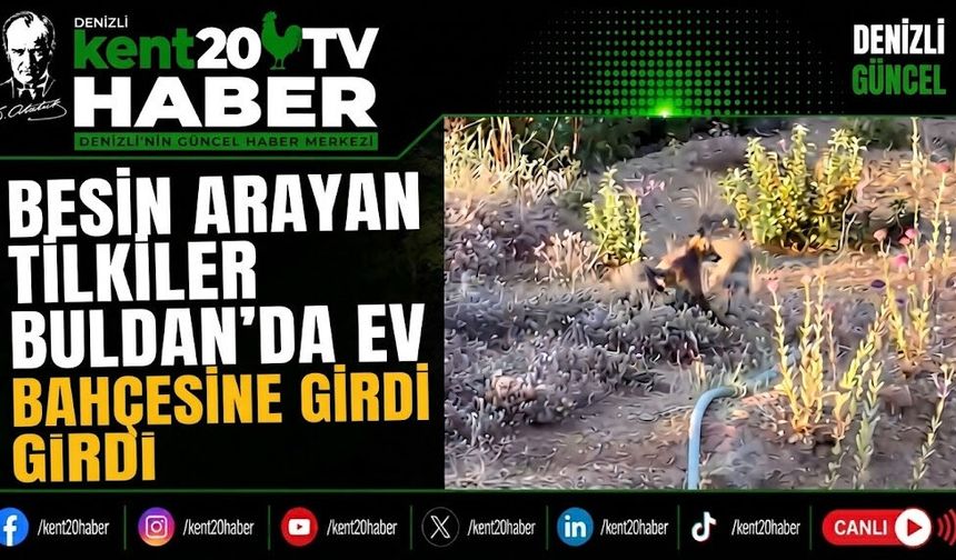 Besin Arayan Tilkiler Buldan'da Ev Bahçesine Girdi