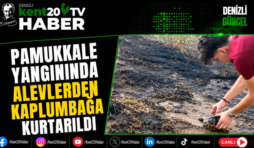 Pamukkale Yangınında Alevlerden Kaplumbağa Kurtarıldı
