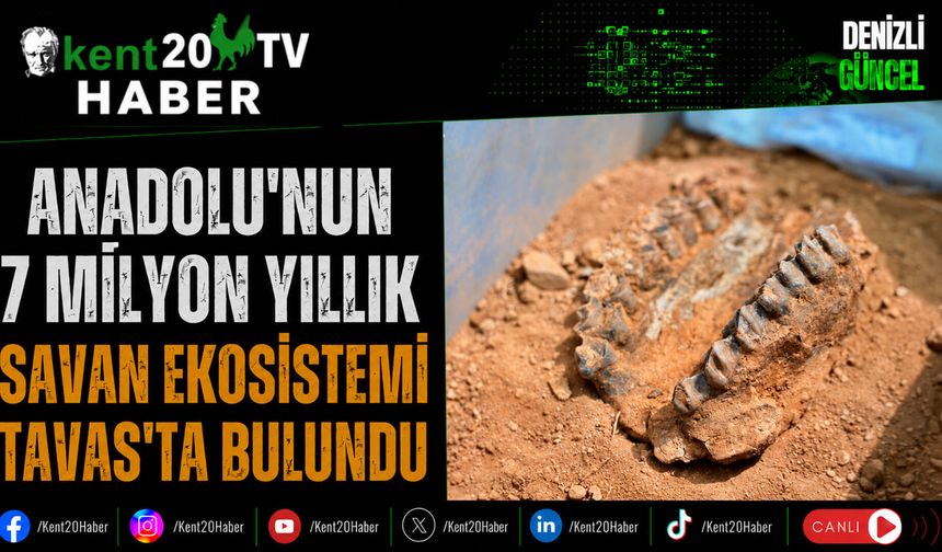 Anadolu'nun 7 Milyon Yıllık Savan Ekosistemi Tavas'ta Bulundu