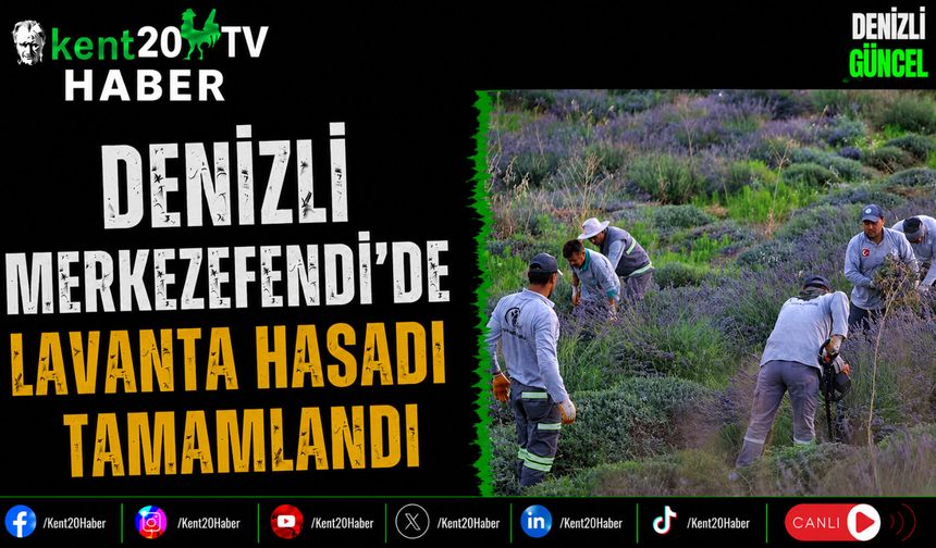 Denizli Merkezefendi'de Lavanta Hasadı Tamamlandı